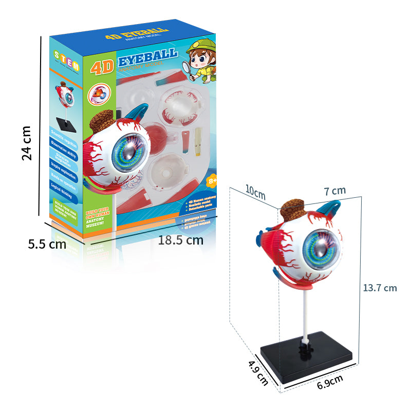 Human Anatomy Explorer Bundle 2-in-1