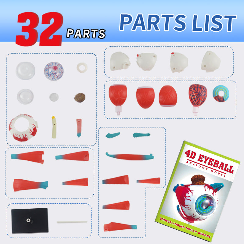 Human Anatomy Explorer Bundle 2-in-1