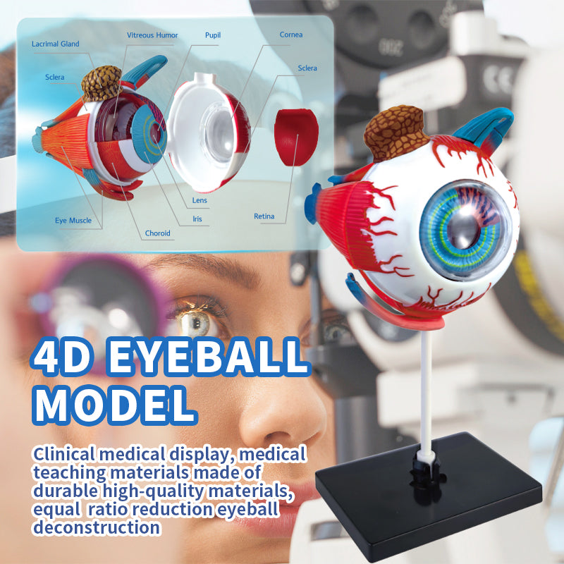 Human Anatomy Explorer Bundle 2-in-1