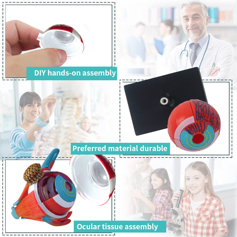Human Anatomy Explorer Bundle 2-in-1