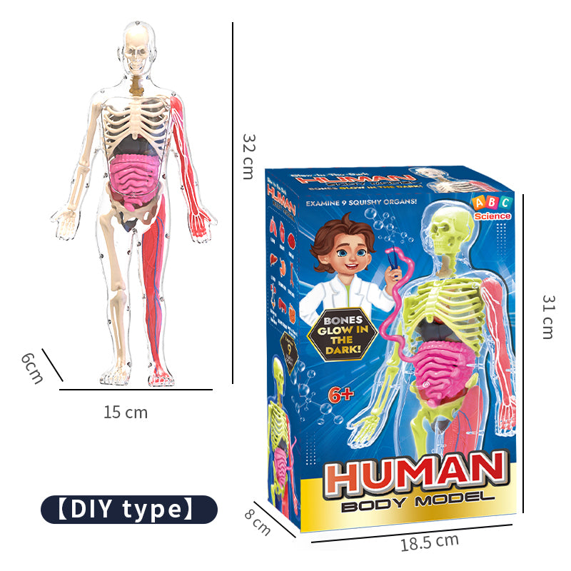 Interactive Human Anatomy Model