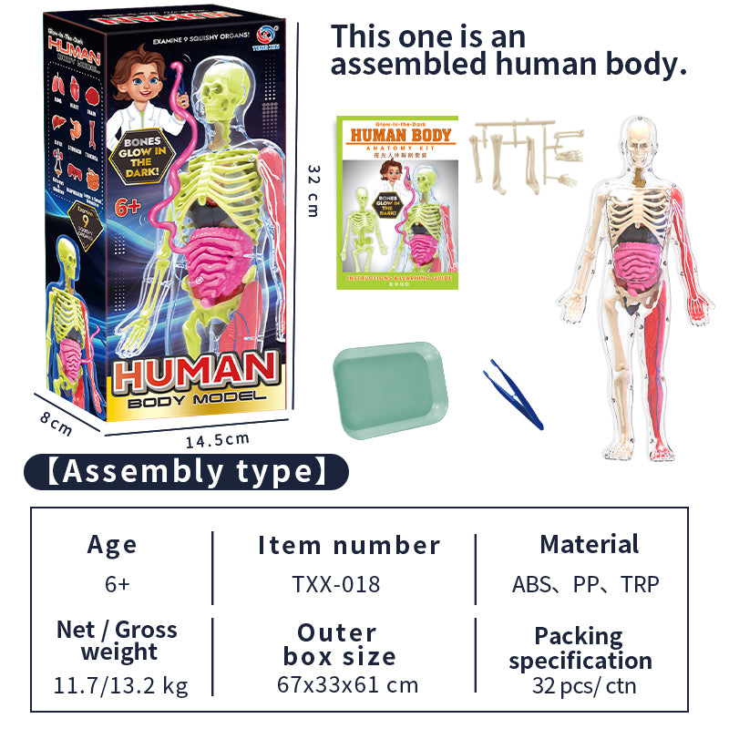 Interactive Human Anatomy Model