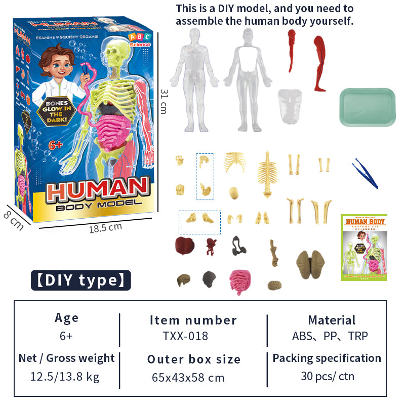 Interactive Human Anatomy Model