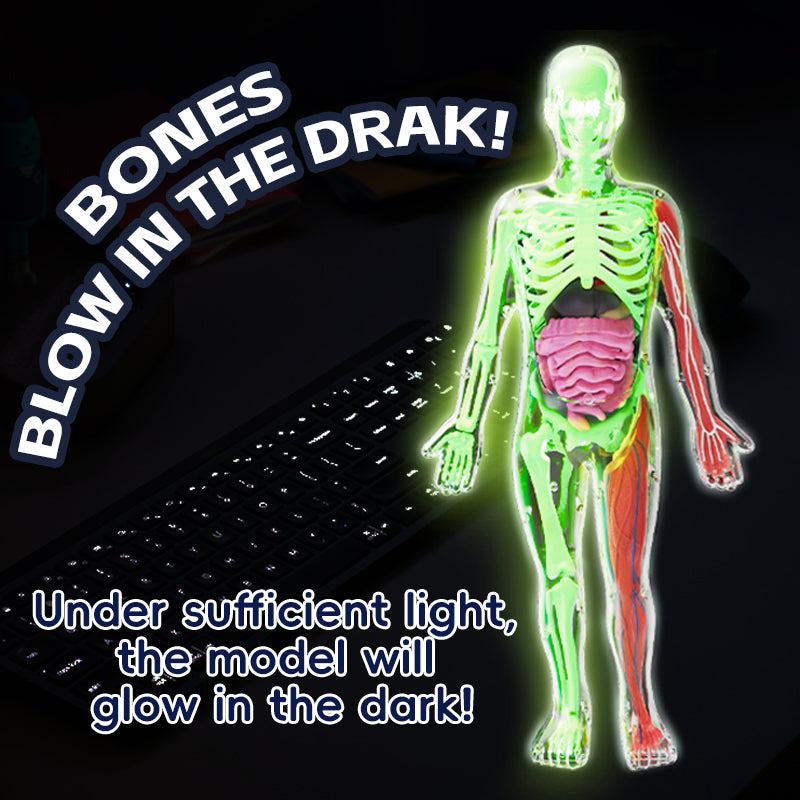 Interactive Human Anatomy Model