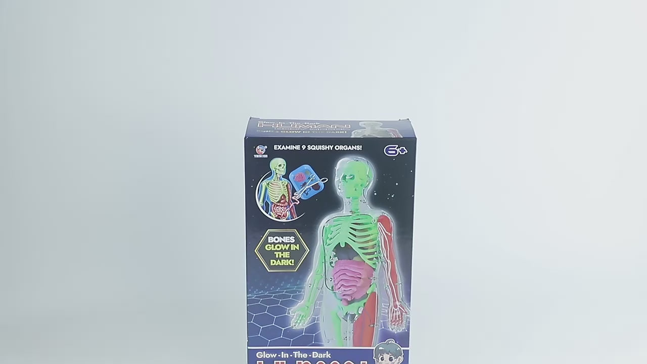 Interactive Human Anatomy Model